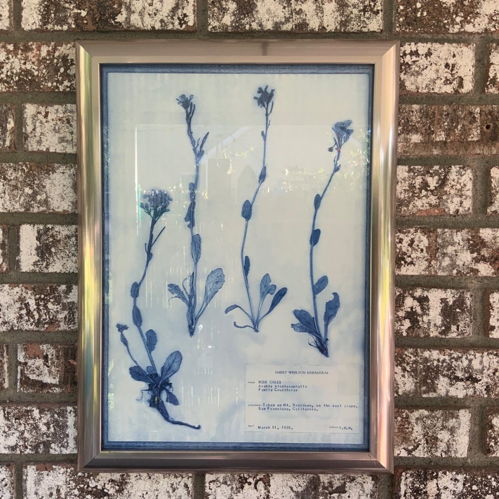 Blue and White Modern Classic Botanical Flower Framed Wall Art of Rose Cress